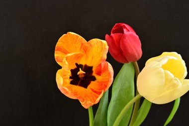 Siyah arka planda üç parlak lale çiçeğini kapat