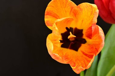 Siyah zemin üzerinde güzel bir lale. Yakın plan. 