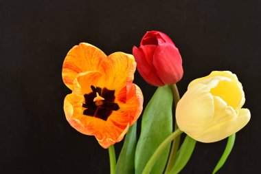 Siyah arka planda üç parlak lale çiçeğini kapat