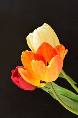 Siyah arka planda üç parlak lale çiçeğini kapat