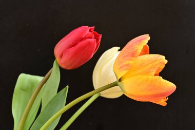 Siyah arka planda üç parlak lale çiçeğini kapat