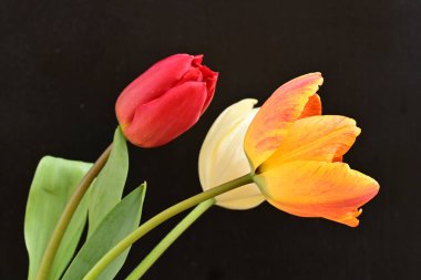 Siyah arka planda üç parlak lale çiçeğini kapat