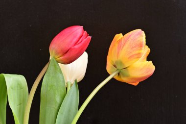 Siyah arka planda üç parlak lale çiçeğini kapat