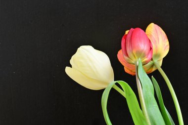 Siyah arka planda üç parlak lale çiçeğini kapat