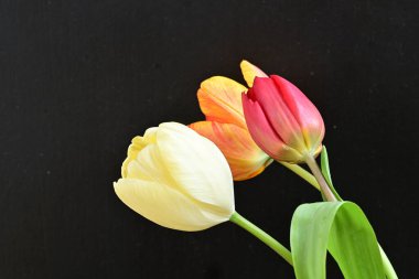 Siyah arka planda üç parlak lale çiçeğini kapat