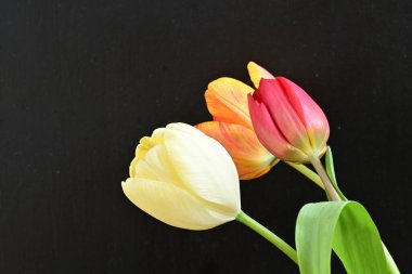 Siyah arka planda üç parlak lale çiçeğini kapat