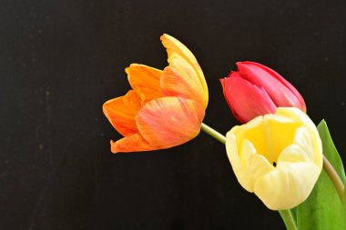 Siyah arka planda üç parlak lale çiçeğini kapat