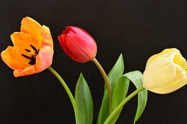 Siyah arka planda üç parlak lale çiçeğini kapat