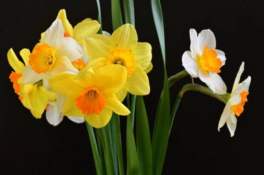 Siyah arka planda güzel nergis çiçekleri