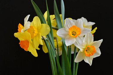 Siyah arka planda güzel nergis çiçekleri