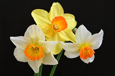 Siyah arka planda güzel nergis çiçekleri