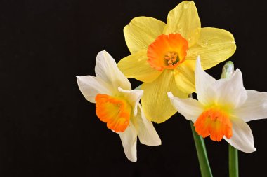 Siyah arka planda güzel nergis çiçekleri