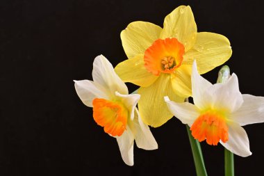Siyah arka planda güzel nergis çiçekleri