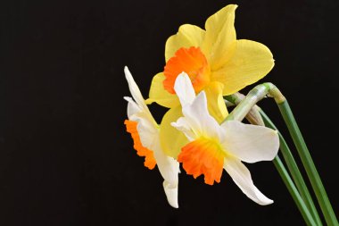 Siyah arka planda güzel nergis çiçekleri