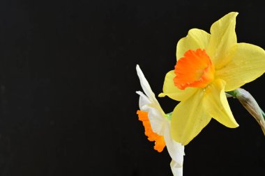 Siyah arka planda güzel nergis çiçekleri