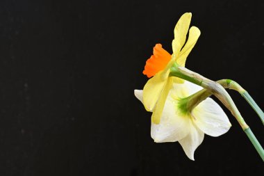 Siyah arka planda güzel nergis çiçekleri