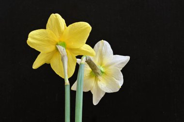 Siyah arka planda güzel nergis çiçekleri