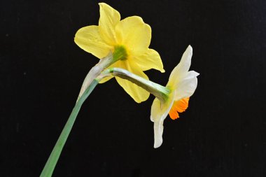 Siyah arka planda güzel nergis çiçekleri