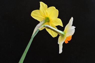 Siyah arka planda güzel nergis çiçekleri