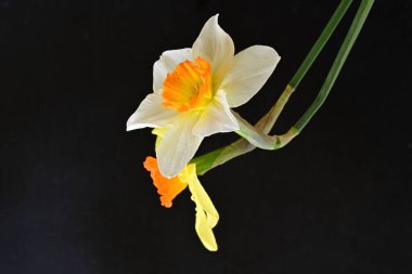 Siyah arka planda güzel nergis çiçekleri