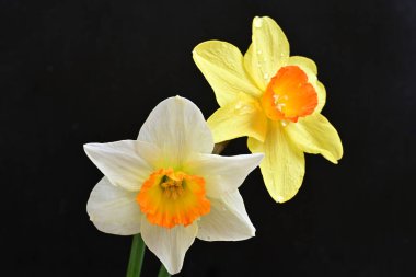 Siyah arka planda güzel nergis çiçekleri