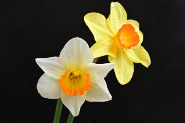 Siyah arka planda güzel nergis çiçekleri