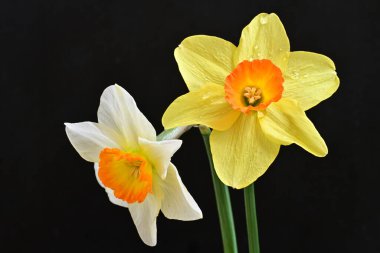 Siyah arka planda güzel nergis çiçekleri