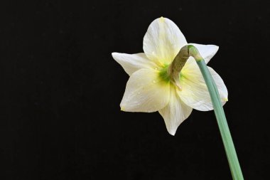 Narcissus ilkbahar çiçeği siyah arkaplanda yakın görünüm 