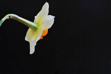 Narcissus ilkbahar çiçeği siyah arkaplanda yakın görünüm 