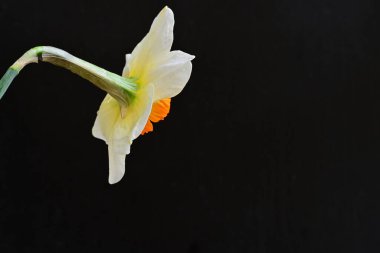 Narcissus ilkbahar çiçeği siyah arkaplanda yakın görünüm 