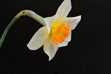 Narcissus ilkbahar çiçeği siyah arkaplanda yakın görünüm 