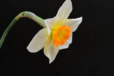 Narcissus ilkbahar çiçeği siyah arkaplanda yakın görünüm 