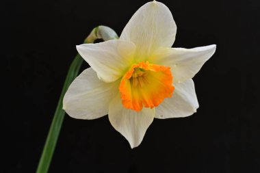 Narcissus ilkbahar çiçeği siyah arkaplanda yakın görünüm 