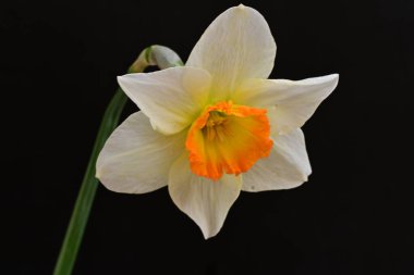 Narcissus ilkbahar çiçeği siyah arkaplanda yakın görünüm 