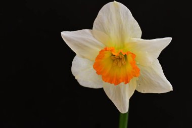 Narcissus ilkbahar çiçeği siyah arkaplanda yakın görünüm 