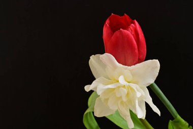 Lale ve narsist bahar çiçekleri siyah arkaplanı kapatır 