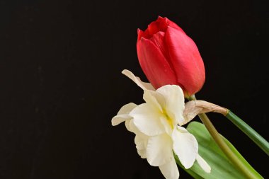 Lale ve narsist bahar çiçekleri siyah arkaplanı kapatır 