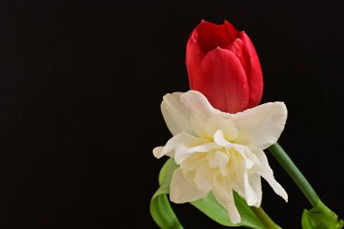 Lale ve narsist bahar çiçekleri siyah arkaplanı kapatır 