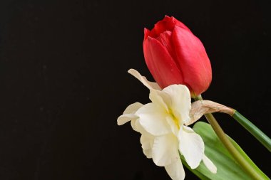 Lale ve narsist bahar çiçekleri siyah arkaplanı kapatır 