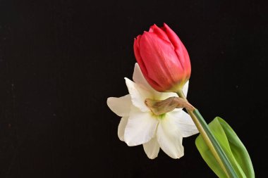 Lale ve narsist bahar çiçekleri siyah arkaplanı kapatır 