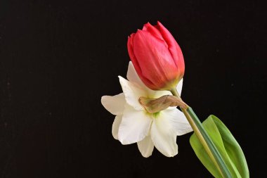 Lale ve narsist bahar çiçekleri siyah arkaplanı kapatır 