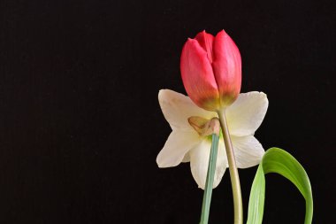 Lale ve narsist bahar çiçekleri siyah arkaplanı kapatır 