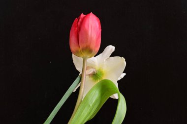 Lale ve narsist bahar çiçekleri siyah arkaplanı kapatır 