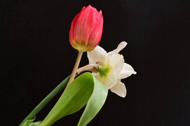 Lale ve narsist bahar çiçekleri siyah arkaplanı kapatır 