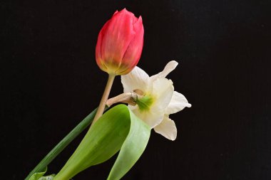 Lale ve narsist bahar çiçekleri siyah arkaplanı kapatır 