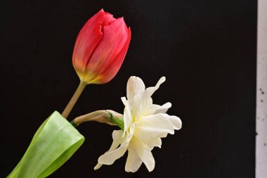 Lale ve narsist bahar çiçekleri siyah arkaplanı kapatır 