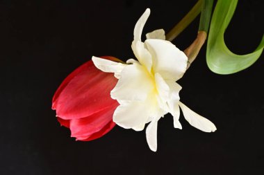 Lale ve narsist bahar çiçekleri siyah arkaplanı kapatır 