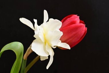 Lale ve narsist bahar çiçekleri siyah arkaplanı kapatır 