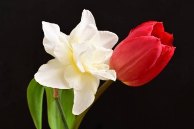 Lale ve narsist bahar çiçekleri siyah arkaplanı kapatır 