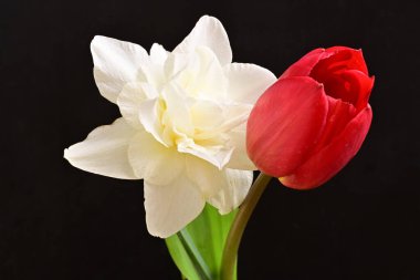 Lale ve narsist bahar çiçekleri siyah arkaplanı kapatır 